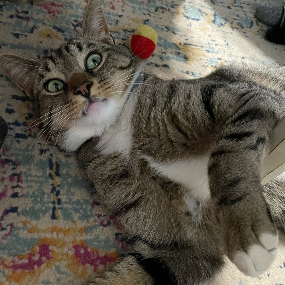 Nonsmoking Pet Friendly Home